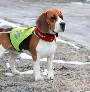 Ja ir skaidrs, ka suni atsaukt nevarēs, labāk lietot GPS siksiņu, kas pasargās no daudzām briesmām.