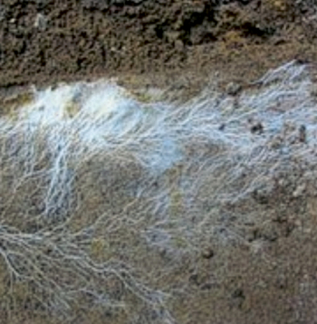 Mikoriza palielina augu spēju absorbēt (uzņemt) minerālvielas, kā arī uzlabo auga pielāgošanās spēju nelabvēlīgiem augšanas apstākļiem (stresa tolerance).