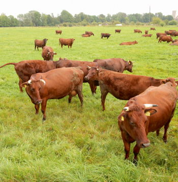 LB šķirnes gotiņu pienā ir augsts olbaltumvielu īpatsvars, vidēji 3,6%, un arī liels tauku daudzums. No LB šķirnes govju piena varētu ražot īpašus produktus – sieru, biezpienu, krējumu. LB šķirnes gotiņu pienā ir augsts olbaltumvielu īpatsvars, vidēji 3,6%, un arī liels tauku daudzums. No LB šķirnes govju piena varētu ražot īpašus produktus – sieru, biezpienu, krējumu.