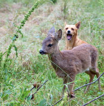 Kāpēc medniekiem nepatīk, ka suņi dzenā stirnas, lapsas un citus dzīvniekus.