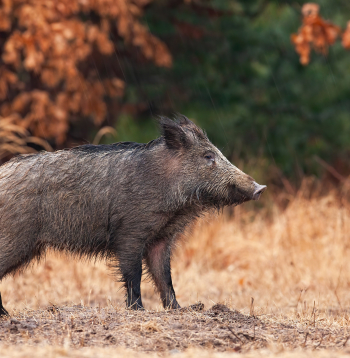 Mežacūka. Ilustratīvs attēls.