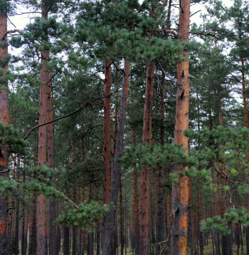 Priežu mežs. Ilustratīvs foto. 