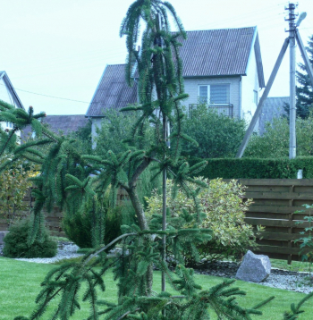 Čūskegle 'Virgata'.