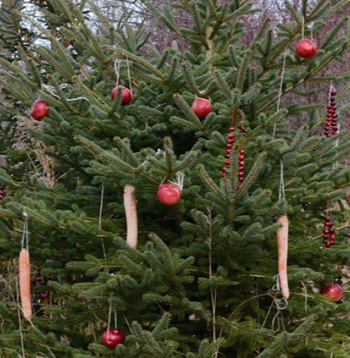 Šajā eglītē iekārtie āboli un burkāni būs labs cienasts dzīvniekiem.