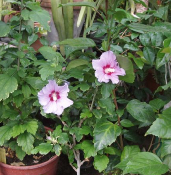 Sīrijas hibisks.