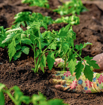 Pareizi sagatavota kūdrainā augsne ir piemērota tomātu audzēšanai.