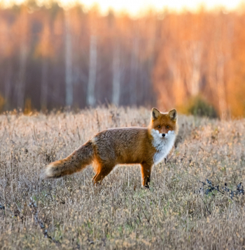 Mednieku kalendārs — decembris 2025. Mednieku kalendārs — decembris 2025.