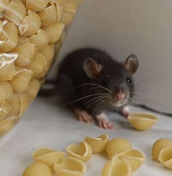 Pārtikas produkti jāuzglabā slēgtos traukos.