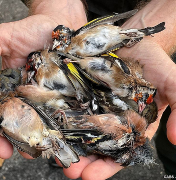 Itālijā nošauti dadzīši, vieni no skaistākajiem Eiropas putniem.