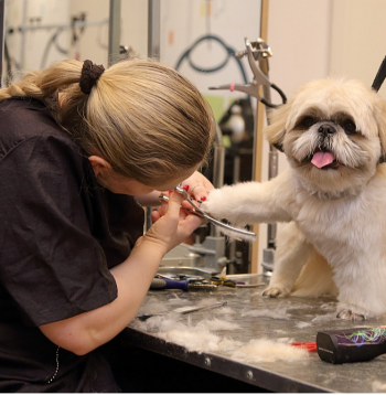 Arī suņi un kaķi iet pie friziera.