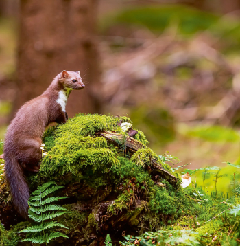 Ilustratīvs attēls.