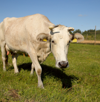 Latvijas Zilā govs ir viena no astoņām apdraudētajām kultūrvēsturiskajām Latvijas lauksaimniecības dzīvnieku šķirnēm, kuras turēšana tirgus ekonomikas apstākļos zemākas ražības un citu rādītāju dēļ bez papildu atbalsta, visticamāk, nozīmētu šķirnes izzušanu.