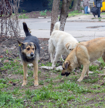 Suņi ir cilvēka draugi, bet klaiņojoši suņi kļūst par draudu savvaļai, ja cilvēks nespēj uzņemties atbildību. 