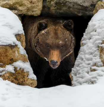 Lāči labprāt veido alas arī stāvākās nogāzēs, kuru augsnē ir augsts lielāku un mazāku akmeņu sastāvs. 