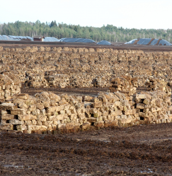 Kaigu kūdras purvs, Līvbērzes pagasts, Jelgavas novads. 