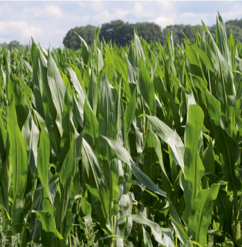 Nanotehnoloģija ir tikai vēl viens rīks lauksaimniecībā – tāpat kā precīzā sējmašīna vai drons. Atšķirība ir tā, ka darbs notiek molekulu līmenī, bet ieguvums ir ļoti praktisks. 