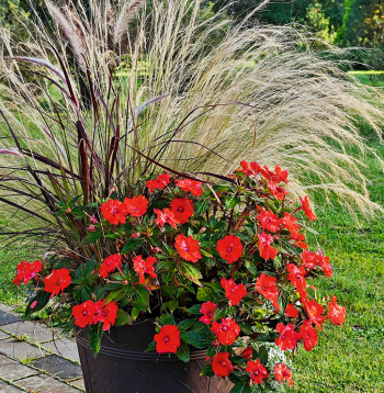 Stepjulīga labi izskatās puķupodu kompozīcijās.