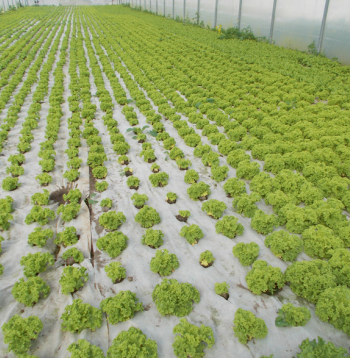 Salāti siltumnīcā. Ilustratīvs attēls.