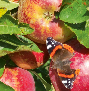 Pavasara aukstuma radīts rūsinājums šķirnei 'Dace'.