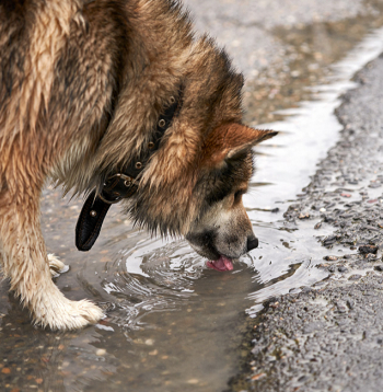 Dzīvnieki var inficēties ar leptospirām, dzerot ūdeni no peļķēm, grāvjiem vai citām stāvošām ūdenstilpēm.