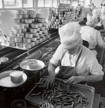 Zivju konservēšanas Kirovas zvejniecības kolhozā netālu no Tallinas, Igaunijā (tolaik Padomju Krievijā). 1966. gads.