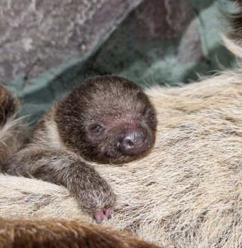12. decembrī piedzimušais sliņķu mazulis.