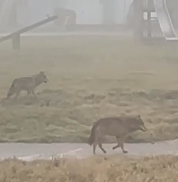 Vilki bērnu rotaļlaukumā.