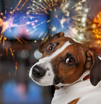 Ne visi dzīvnieki baidās no uguņošanas, viss atkarīgs, cik sunim jutīga nervu sistēma.