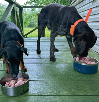 Režīms un ēdienreizes suņiem ir ļoti svarīgi.