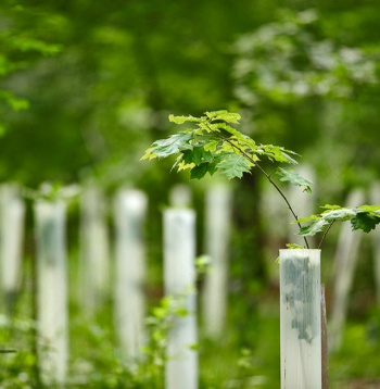 Viens no jauno stādu aizsardzības veidiem ir plastmasas cilindru izmantošana.