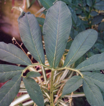 Ķirzakaste jeb pilienu sauromāts.