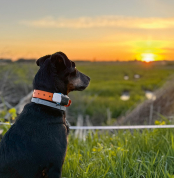 Vecais suns varbūt vairs nevar iet medībās, bet tas par tām domā visu laiku.