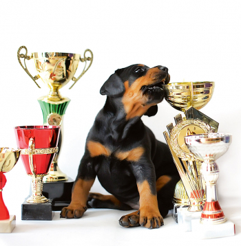 Šķirnes suņu izstādes ir zootehnisks pasākums un tajās iegūtais novērtējums ir selekcijas atlases pamatā.