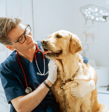 Medību suns ir kā sportists – tā veselībai ir ļoti liela nozīme.