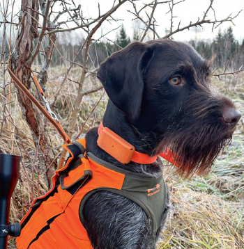 Suns dzinējmedību laikā sēž blakus mastā, vēro notiekošo, un "Huntloc" vienmēr ir svarīgs šādās situācijās.
