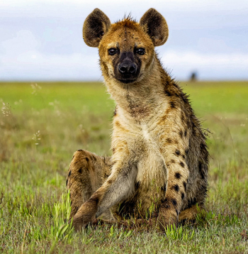 Plankumainā hiēna.