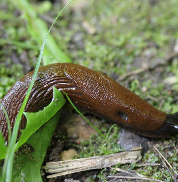 Spānijas kailgliemeži.
