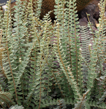 Vindhama astrolēpe.