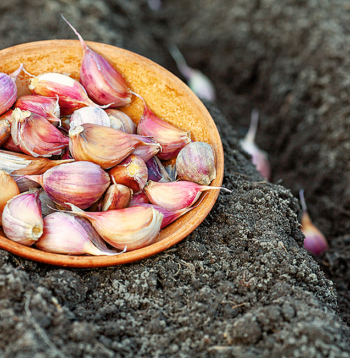 Pavasarī stāda, tiklīdz augsne iesilusi līdz 5–7 ºC un kļūst apstrādājama