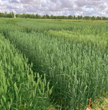 Vasaras kviešu lauks.