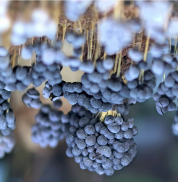  Vīnogķekaru dzelksnīte.