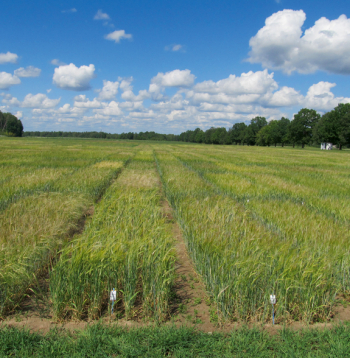 Vasaras miežu lauks.