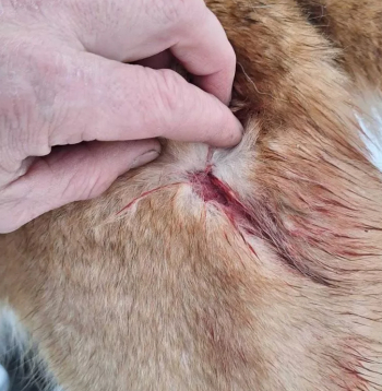 Vēl vienu Rietumsibīrijas laiku plēsēji sakoda, taču suns izdzīvoja. 