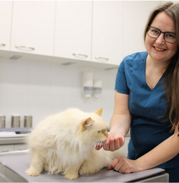 Kaķim Mincim ir 11 gadi. Saimniece divu gadu laikā vairākkārt vērsusies ar nelielām, akūtām veselības problēmām, kas veiksmīgi atrisinātas, bet kopumā kaķis vesels, labām asins analīzēm, omulīgs un rotaļīgs – atzīst veterinārārste Māra Vasiļevska.