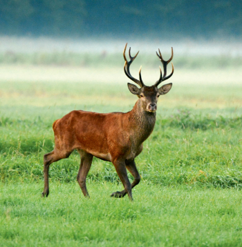 Šobrīd akcents tiek likts uz briežiem, jo cūkas ir izkāvis Āfrikas cūku mēris, un briedi vēlas pasludināt par Latvijas ekonomikas grāvēju un postītāju. 