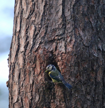 Gada dzīvotne 2026 – koka dobums.