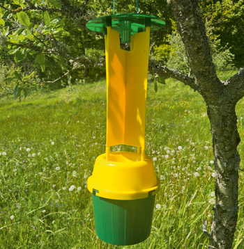 Japānas vaboles (Popillia japonica) konteinertipa slazds.