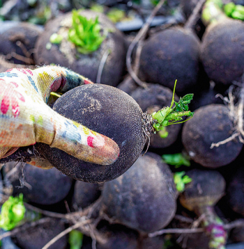 Melnos rutkus novāc oktobrī.