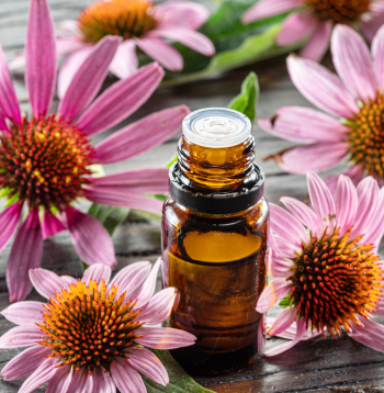 Purpursarkanā ehinācija.