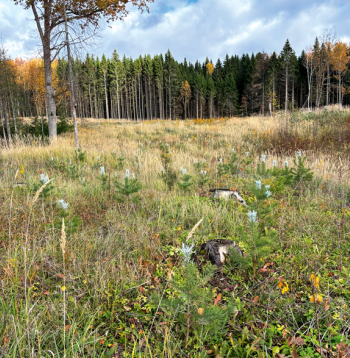 Mežu stāda arī mazie meža īpašnieki. Jumpravas saimnieks Andrejs Kalniņš visus astoņus hektārus lauksaimniecībā izmantojamās zemes apstādījis ar priedi, egli, bērziem un melnalksni.